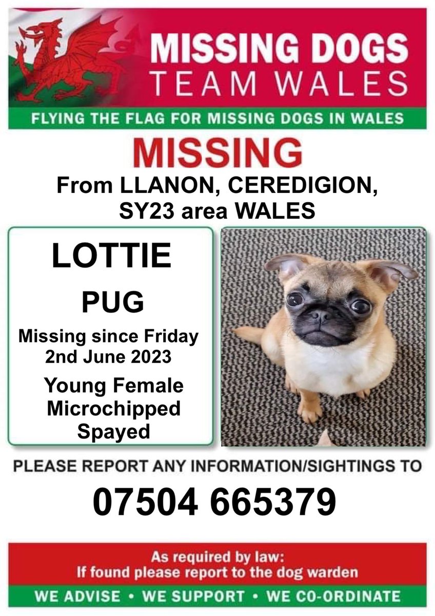 missingdogwales's tweet photo. ‼️SIGHTINGS ONLY NEEDED ‼️
LOTTIE A YOUNG FEMALE #PUG MISSING IN #LLANON #CEREDIGION #SY23 #WALES
💥Since Friday 2nd June 💥
(Whilst owners arrived on holiday there )
‼️SPAYED & MICROCHIPPED
So please if seen do not call or chase her ..💥
Call the number asap on this poster ! https://t.co/wyTEGmX3KH