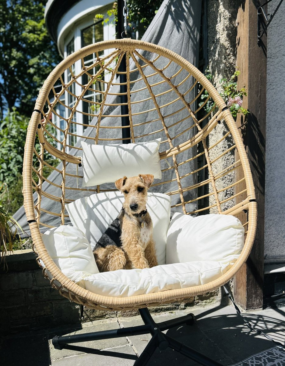 LakelandArchie's tweet photo. Hoodad got me new bed for sunbarking 🙂 https://t.co/skTViUh3lE