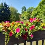 Photo by Malton in Bloom (@MaltonInBloom)