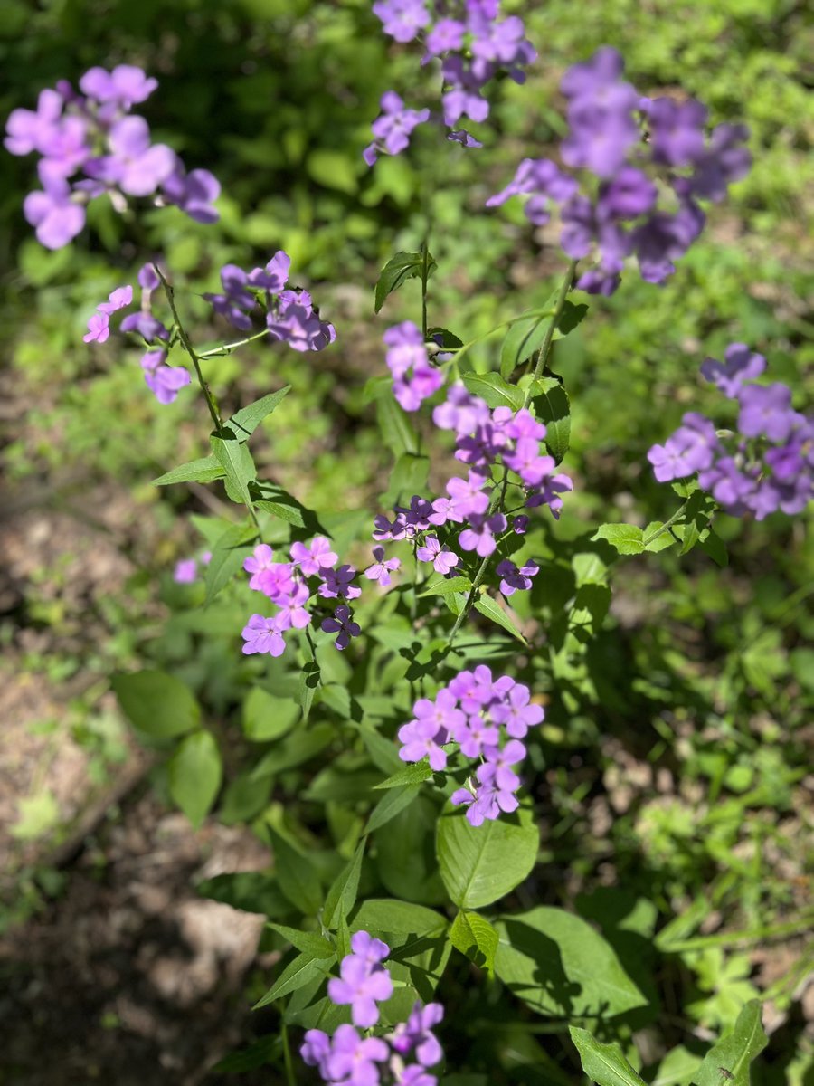 jasminekoncur's tweet photo. Field school starts next week! Mara @MaraCTaft , Ed, and myself finished setting up for all the students! #SMMAnthro @sciencemuseummn 

I also got to see some angry looking baby birds in their nest, so adorable! https://t.co/PltFl5bcqZ