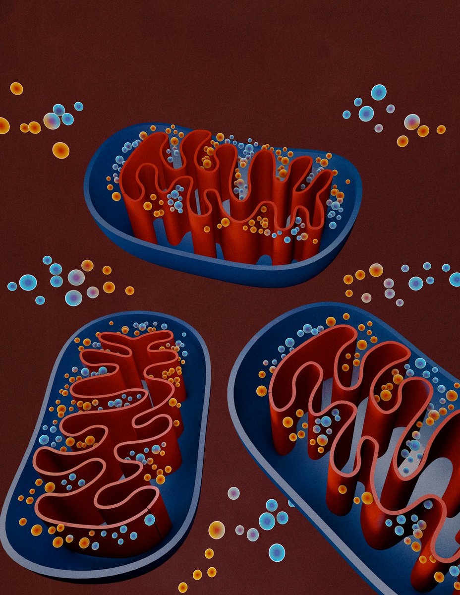 CD_AACR's tweet photo. Mitochondrial-encoded Complex I Impairment Induces a Targetable Dependency on Aerobic Fermentation in Hürthle Cell Carcinoma of the Thyroid, by Anderson Frank, @McFaddenLab et al.
https://t.co/FY2eBgihcU
@UTSWNews https://t.co/95LHqQ882y
