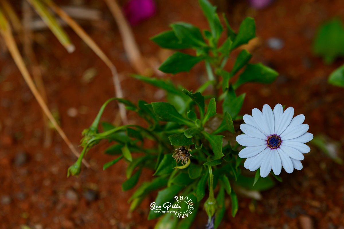 #flower #flowerslovers #natureshots #naturelover #naturephotography #naturetherapy #leepittsphotography #naturalbeauty #natureart #natureisbeautiful