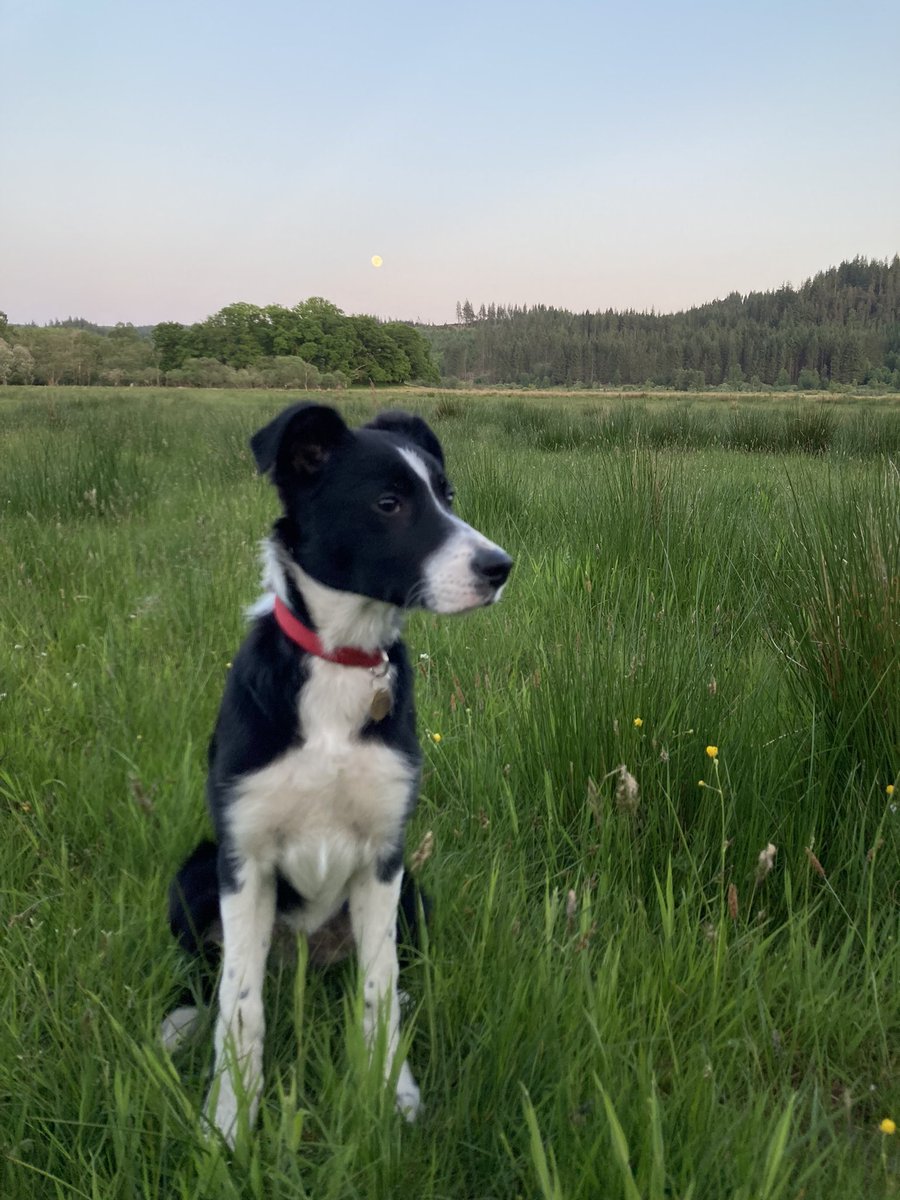 RuaridhMaxwell's tweet photo. The aunties have been showing Ben round the #trossachs this week.
#BorderCollie #colliepup #getoutside https://t.co/nvBgU9aKCq