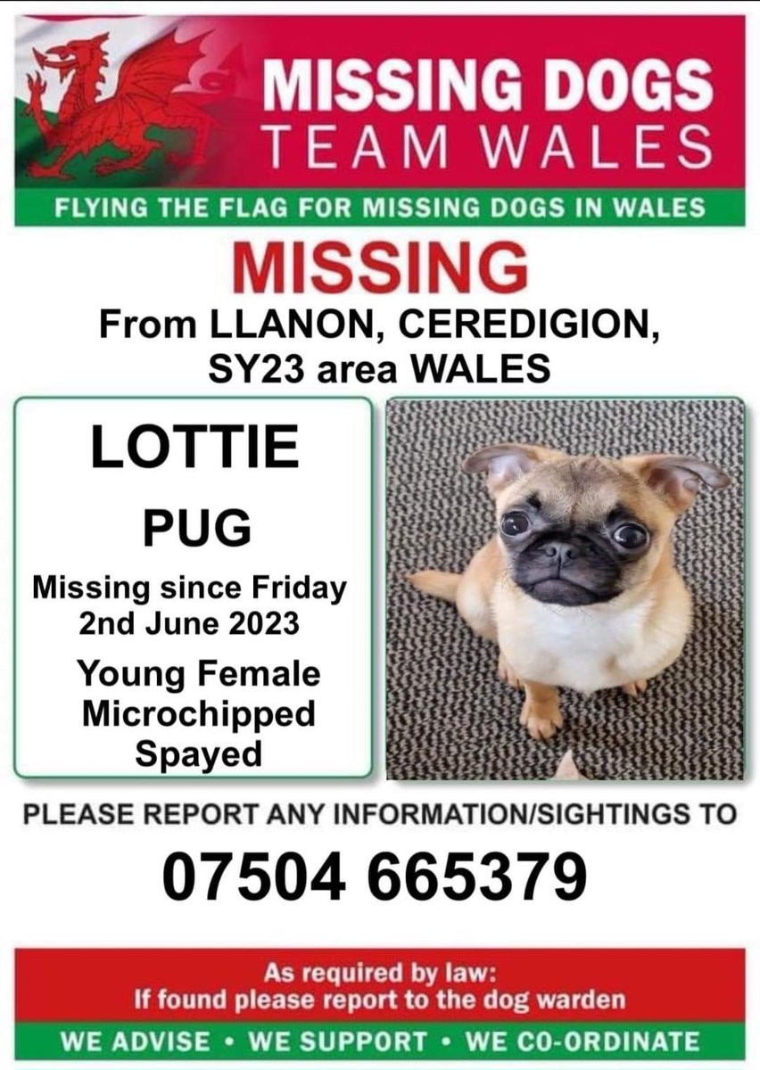 rosiedoc666's tweet photo. ‼️SIGHTINGS ONLY NEEDED‼️
LOTTIE YOUNG FEMALE #PUG MISSING IN #LLANON AREA #CEREDIGION #SY23
Friday 2nd June 23
(Whilst owners arrived on holiday there)
SPAYED/CHIPPED
Call the number asap on this poster
https://t.co/wrrMgCAUZJ
@llanonews @ruthwill64 @juliagarland73 @bs2510 https://t.co/B3zqUqxZCv