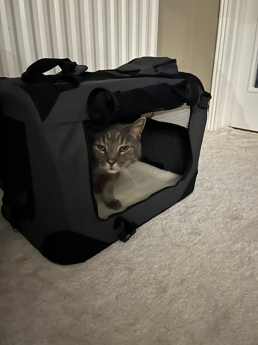 NicolaTallis's tweet photo. Someone’s got a smart new carry case! 😂 #Rubo https://t.co/PqTqjOKrhn