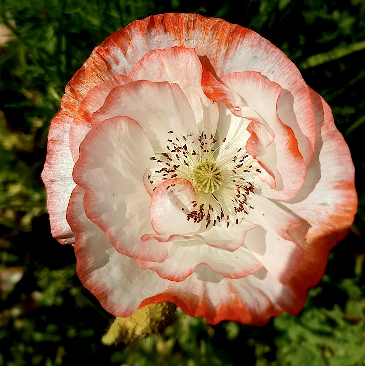 anobre1's tweet photo. Temos papoilas lindas #hortastol Universidade do Minho e o número de #insectos #polinizadores que atraem não pára de crescer. #Papaver #ambiente #natureza #sustentabilidade #educacaoambiental #botanica https://t.co/D14ajNzyy1