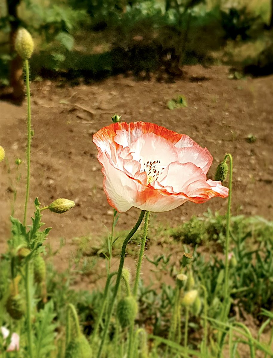 anobre1's tweet photo. Temos papoilas lindas #hortastol Universidade do Minho e o número de #insectos #polinizadores que atraem não pára de crescer. #Papaver #ambiente #natureza #sustentabilidade #educacaoambiental #botanica https://t.co/D14ajNzyy1
