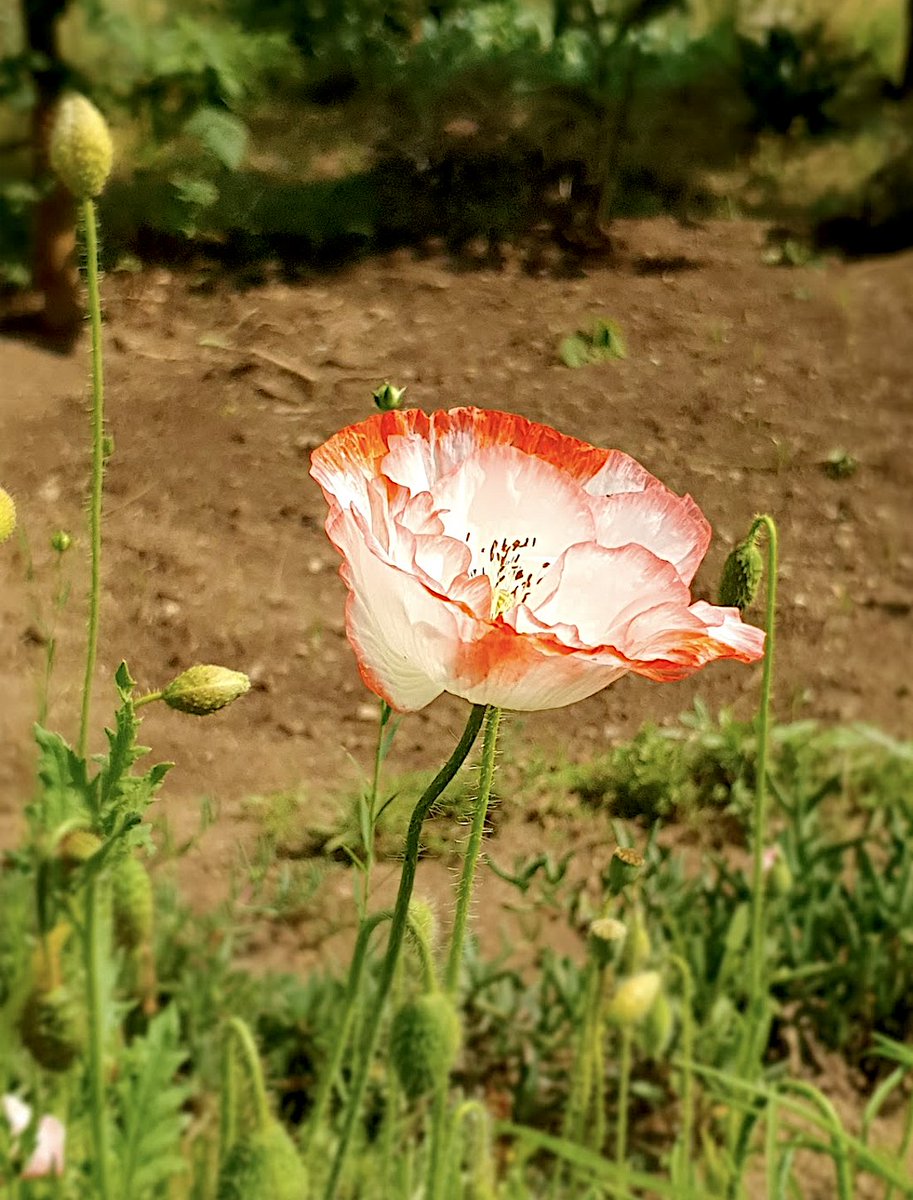 Temos papoilas lindas #hortastol Universidade do Minho e o número de #insectos #polinizadores que atraem não pára de crescer. #Papaver #ambiente #natureza #sustentabilidade #educacaoambiental #botanica