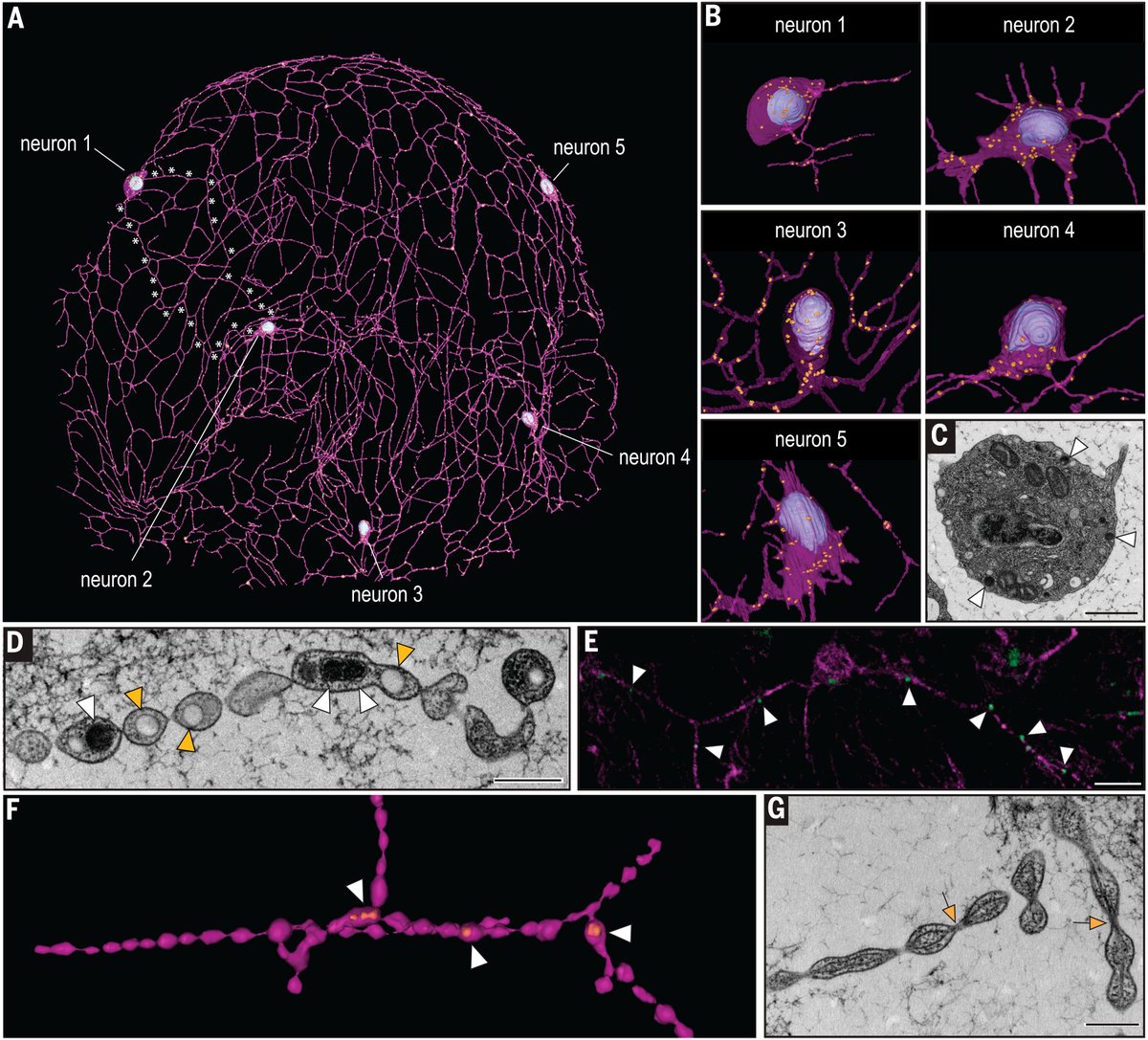 ScienceMagazine's tweet image. The evolution of the nervous system may have followed multiple paths and risen independently in two early lineages of animals, found a recent Science study in comb jellies.
The results offer a new perspective on neuronal networks and neurotransmission. scim.ag/2Rk