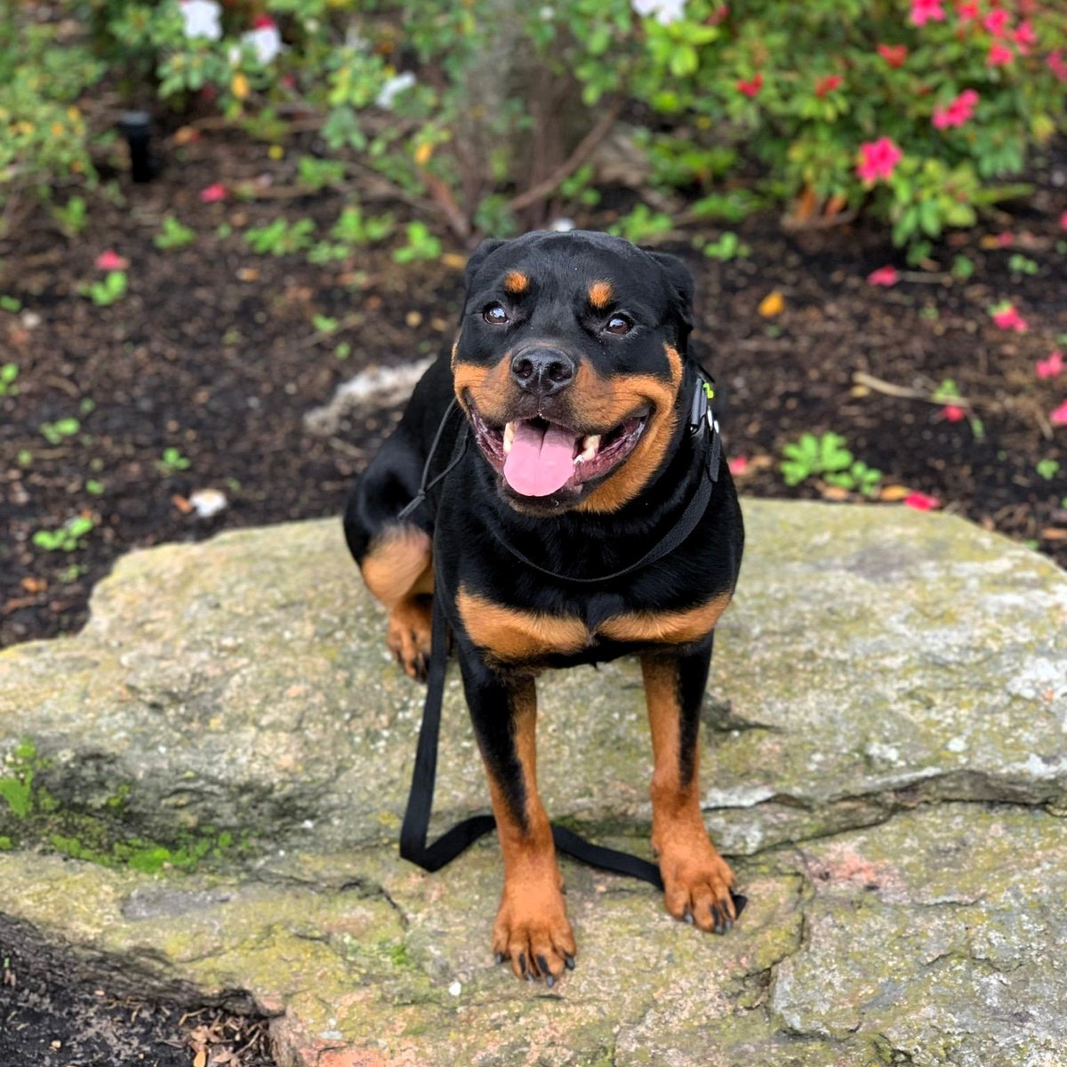PuptownHouston's tweet photo. Want your pup to have a lasting smile? Book a training program at @PuptownHouston now!

Read our blog: https://t.co/YxDKTBuuLD

#PuptownHouston #DogTraining #HoustonDogTraining #HoustonDogTrainer #DogObedienceTraining #BoardandTrain #HoustonTX #ServiceDogTraining #PuppyTraining https://t.co/OkX1aMEXqP