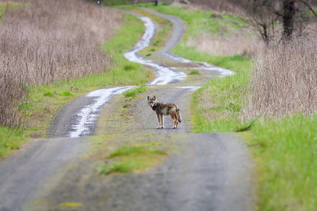 Uh, does anyone know whose off-leash dog this is at Dorris Ranch?

Willamalane parks are shared with an abundance of wildlife, including coyotes.

While you're out enjoying nature, remember to respect wildlife by:
- keeping your distance
- leashing pets
- staying alert