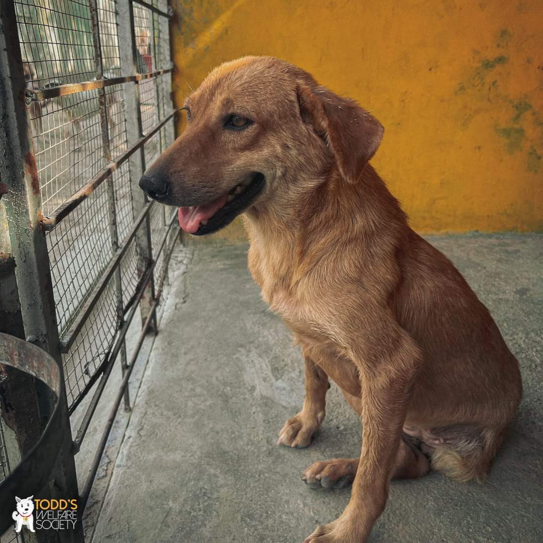 tws_pk2's tweet photo. Dewie waiting for the weekend so she could meet her hoomans 💜

#friday #dewie #dogsoftws #happyfriday #weekend #tws #animalrescue #lahoreanimalrescue https://t.co/hhrz5lQWPY
