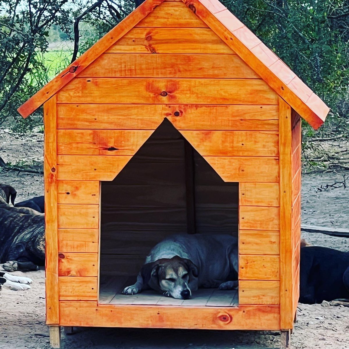 canichones's tweet photo. CABAÑAS CATAMARCA cumplió con su promesa y nos regaló 2 CÁBAÑAS CANICHONAS !! 

Que ya están usurpadas por supuesto 🤣🤣🐶❤️

#CabañasCatamarca #refugioelmontecito #Canichones #SantiagoDelEstero #CasaDeMadera #BuenaGente https://t.co/1Y8PXwwCIi