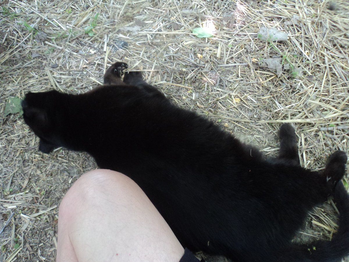 Another hot one and Blackie was ready for scritches and a nap. #CommunityCats #StrayCats #TNR