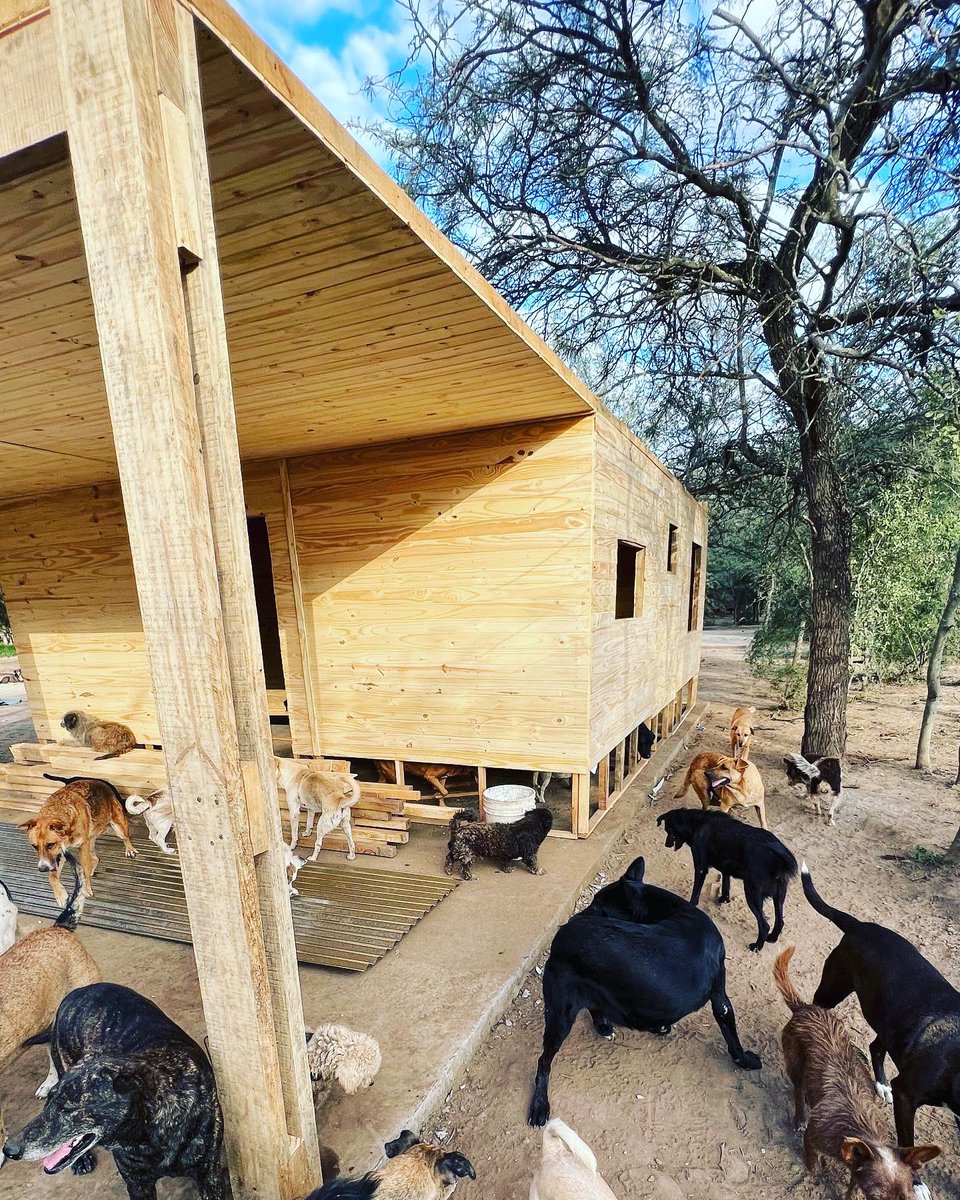 canichones's tweet photo. CABAÑA1 va queriendo 🐶🐶🐶❤️

Hoy tocaba armar las galerías Tremendo laburo. Excelente empresa. Súper recomendables !! 

#CabañasCatamarca #refugioelmontecito #Canichones #SantiagoDelEstero #CasaDeMadera #BuenaGente https://t.co/DqlCEVuadX