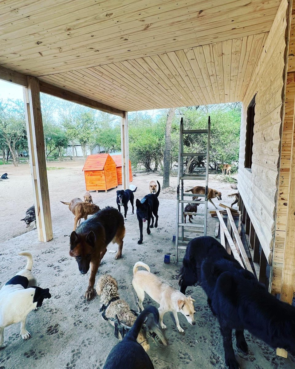 canichones's tweet photo. CABAÑA1 va queriendo 🐶🐶🐶❤️

Hoy tocaba armar las galerías Tremendo laburo. Excelente empresa. Súper recomendables !! 

#CabañasCatamarca #refugioelmontecito #Canichones #SantiagoDelEstero #CasaDeMadera #BuenaGente https://t.co/DqlCEVuadX