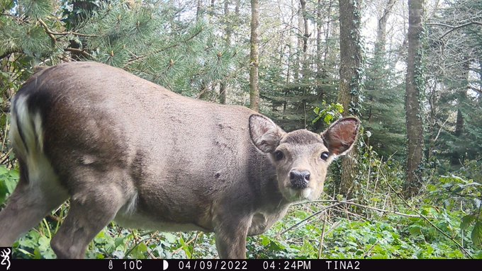 Ireland's Environmentalists (@irelandsenviro) on Twitter photo Citizen science initiative exists which allow you to contribute YOUR camera trap photos and videos to nationwide efforts.
@mammalweb and <a href="/MammalNet_IE/">MammalNet Ireland</a> are where to start. Otherwise send me a message (<a href="/AdamFSmith/">Adam F. Smith 🇺🇦</a>) or leave a comment!
7/n Citizen science initiative exists which allow you to contribute YOUR camera trap photos and videos to nationwide efforts.
@mammalweb and <a href="/MammalNet_IE/">MammalNet Ireland</a> are where to start. Otherwise send me a message (<a href="/AdamFSmith/">Adam F. Smith 🇺🇦</a>) or leave a comment!
7/n