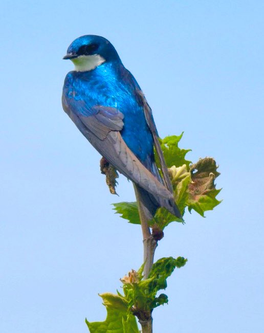 PeggyGierhart's tweet image. Tree Swallows are always striking a pose!💙 #treeswallow #birding #wisconsinbirds