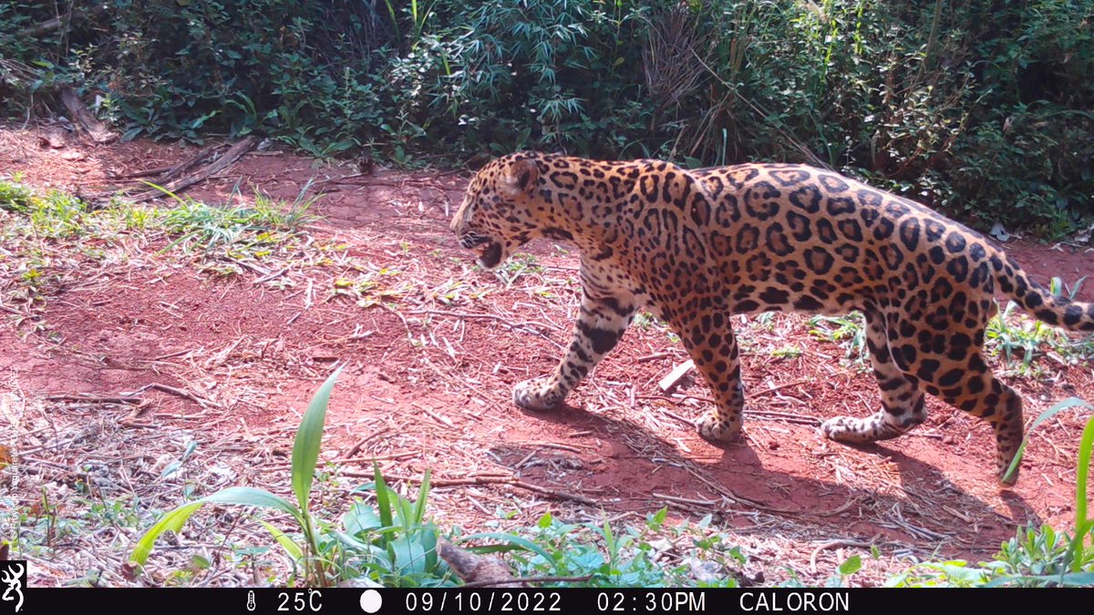 ¡Grandes noticias para el jaguar! 🐆🎊
El monitoreo de la población de yaguaretés realizado por <a href="/proyaguarete/">Proyecto Yaguareté</a> de #Argentina y Proyecto Onças do Iguaçu de #Brasil, indicó que la población de este felino en ambos países se encuentra estable. Lee la noticia➡️bit.ly/3N7T0yT
