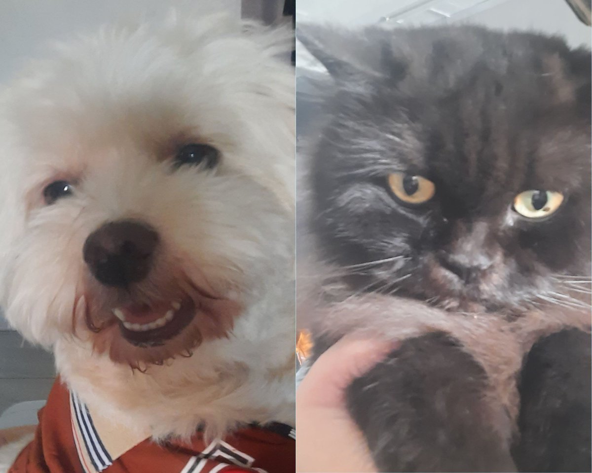 NIRLYNETTO's tweet photo. Animal Photography Challenge - White 🐶 &amp; Black 😼 

https://t.co/AkMRs3sfLy

#hive #posh #pets #dog #cat #life #blog https://t.co/lE04DqOw0B
