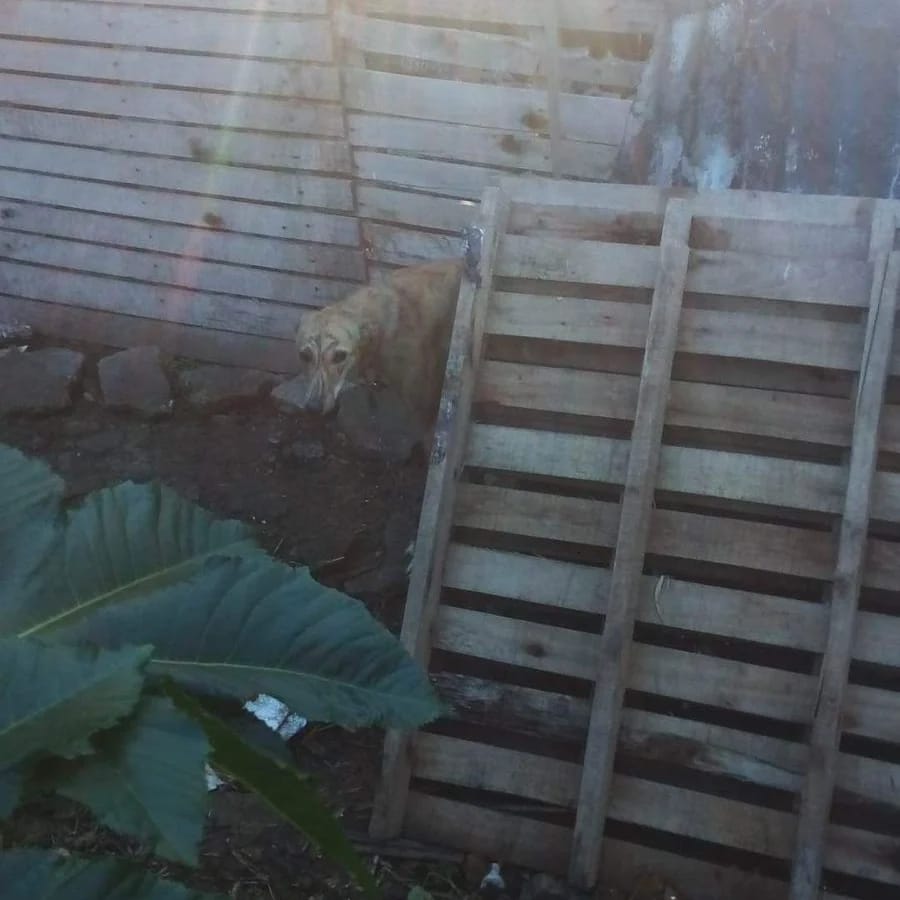 patripeyrou's tweet photo. Se encontró un lugar que está lleno galgos, dogos, pitbull y otros, zona Tigre. Algunos están moribundos, cachorros  muertos y vivos. Este lugar actúa de criadero pero no vive nadie, va una persona cada tanto q dice ser la dueña. 
1140866811 https://t.co/IoqJy7Vksd