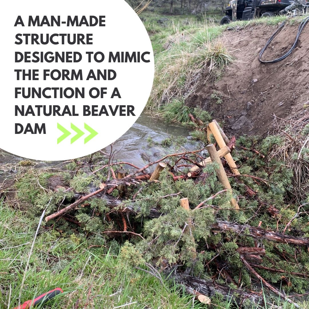 AnabranchS's tweet photo. BDAs are a great example of low tech process based restoration and are integral mechanisms for restoration projects here at Anabranch. Check out this post created by Oregon restoration crew member Benjen Lilly to learn more. 

#riverrestoration #beaver #beaverbeliever #ltpbr https://t.co/ukSPvxbyDj