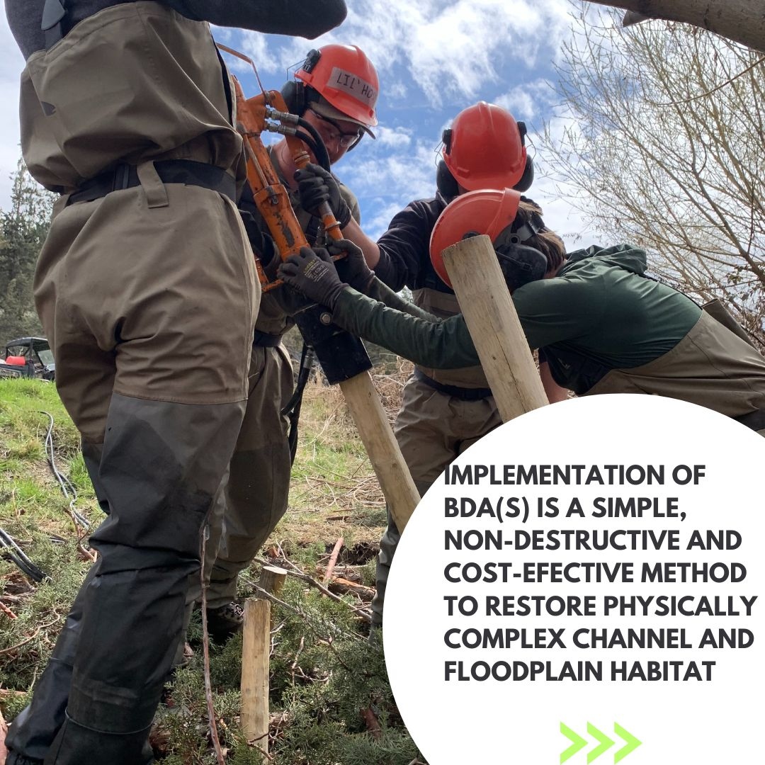 AnabranchS's tweet photo. BDAs are a great example of low tech process based restoration and are integral mechanisms for restoration projects here at Anabranch. Check out this post created by Oregon restoration crew member Benjen Lilly to learn more. 

#riverrestoration #beaver #beaverbeliever #ltpbr https://t.co/ukSPvxbyDj