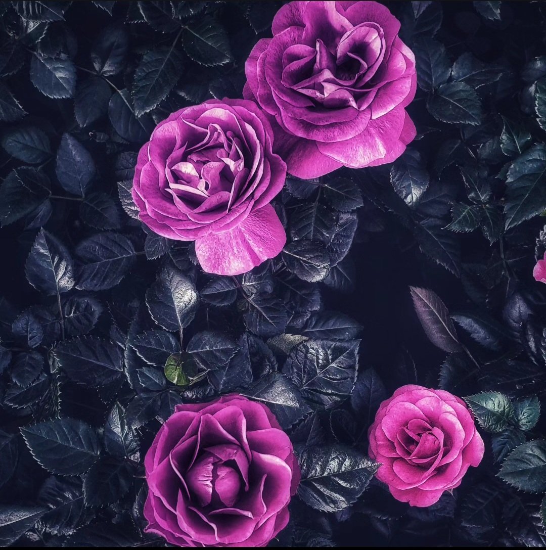The art of simplicity is a puzzle of complexity...

#flowersfordays #flowerstagram #rosesofinstagram #pinkroses #gardeninspiration #blooming #flowerphotography #photoftheday #photoart #picsart #liveinpeace #colorhealing #nature_perfection #relaxing #natureza #naturepics