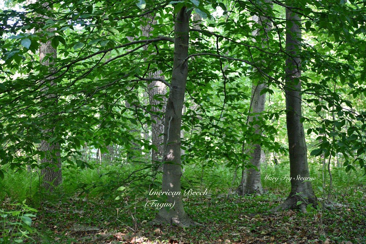 American beech tree in the center.