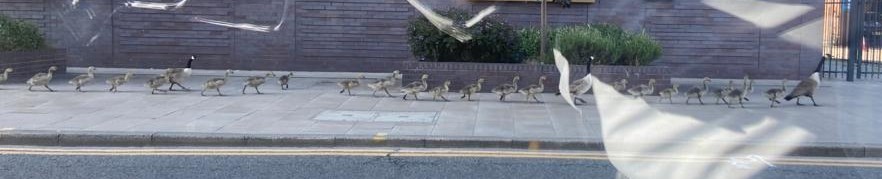 TuttyHelen's tweet photo. @MENnewsdesk why fly when you can enjoy a lovely stroll in the sunshine down Bridgewater way this evening with the kids https://t.co/93bQVSAgeh
