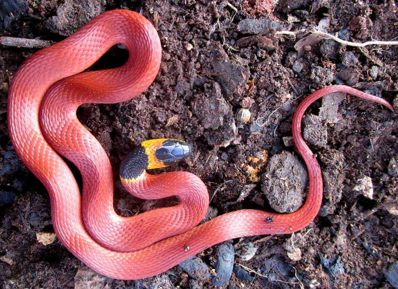 random_snakes's tweet photo. #GoingToHellFor Not believing in hell because I'm an #atheist and believe in science facts. π€ͺβ¬οΈπ₯ππ€·ββοΈ
Fact: The red coffee snake is non-venomous and found in central America, often near coffee plants because they need water and eat insects. https://t.co/d0wNNG5fdu