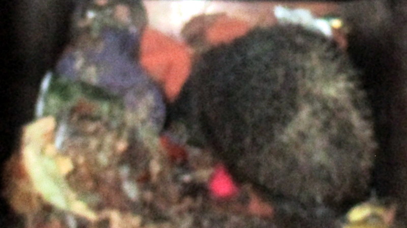 spelkender's tweet photo. If I can't see you, you can't see me.  Ancient hedgehog saying. https://t.co/tdj4oAfqxP