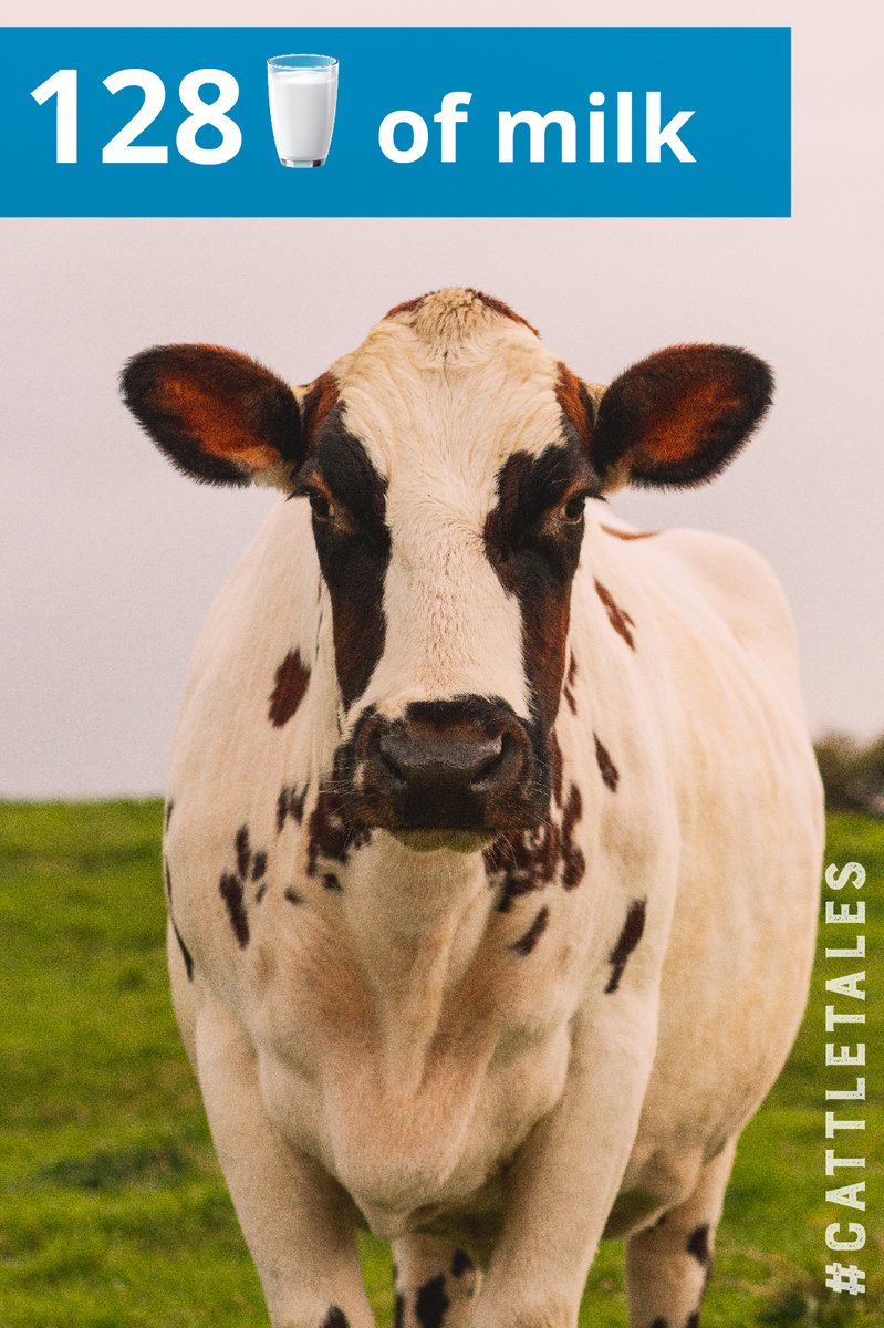 CattleTales's tweet photo. #FunFactFriday - Milking cows can produce about 128 glasses of milk every day!
#CattleTales #DairyMonth #ThanksCows #MilkMonth https://t.co/54rxKUW3MI