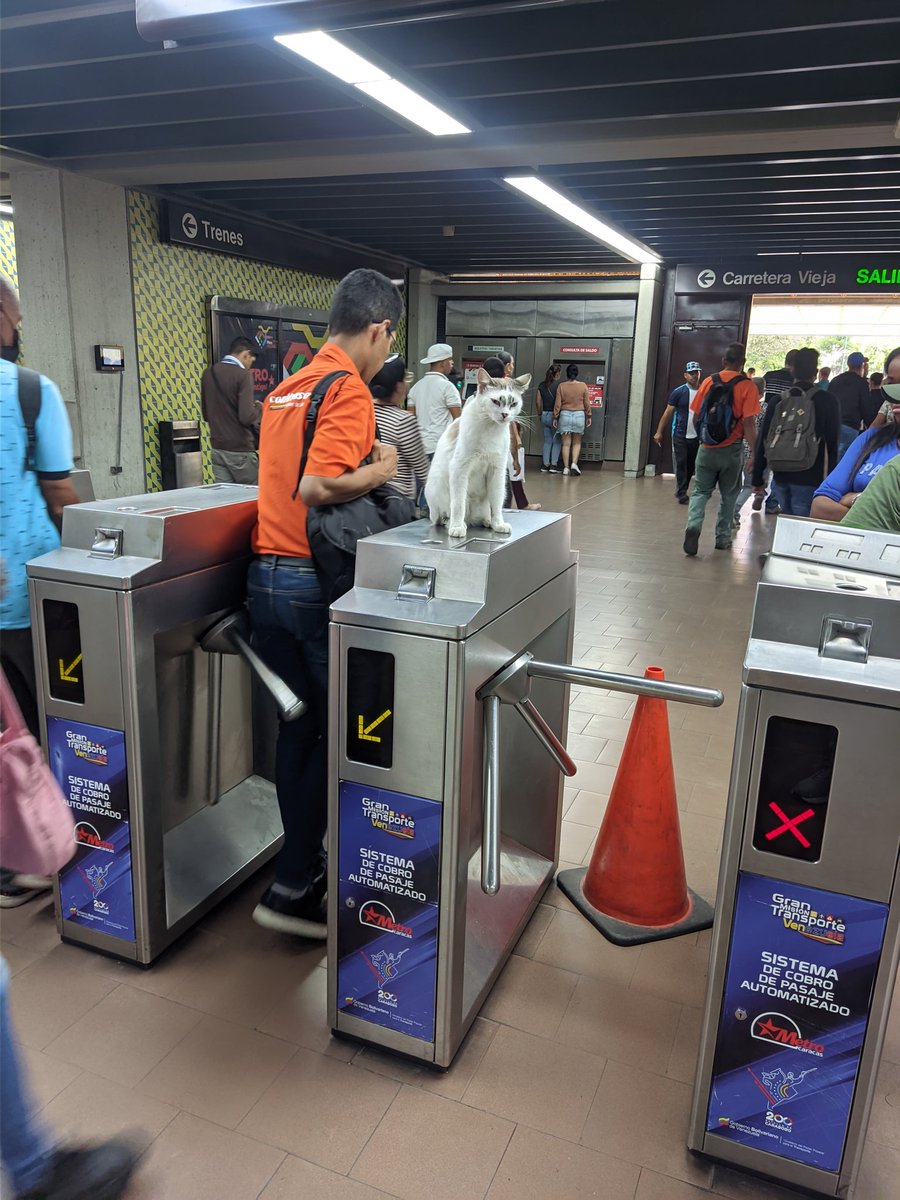 VenezuelaCerca's tweet photo. Te quiero mucho gatito que pide acaricias a la salida del metro 😭❤️

🚇 Estación Ruiz Pineda, Caracas 🇻🇪
 https://t.co/vkfCOCdeV8