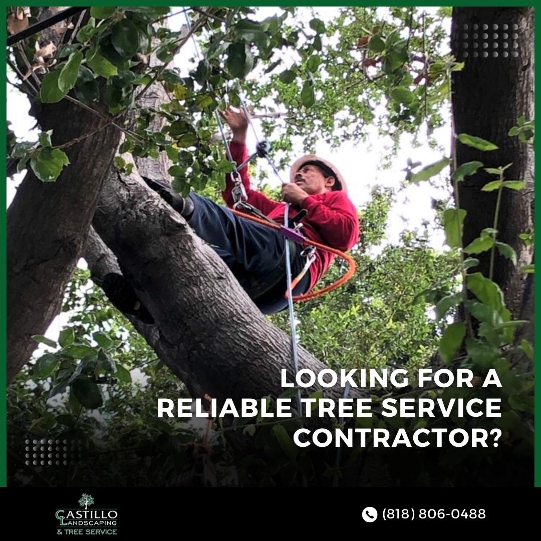 Feel Free to contact us for your FREE ESTIMATE 
📞 (818) 806-0488
👉 castillolandscapingandtreeservice.com

#stumpremoval #landscaping #treeservices #treeremoval #trees #treeservice #treecare #treetrimming #treecutting
