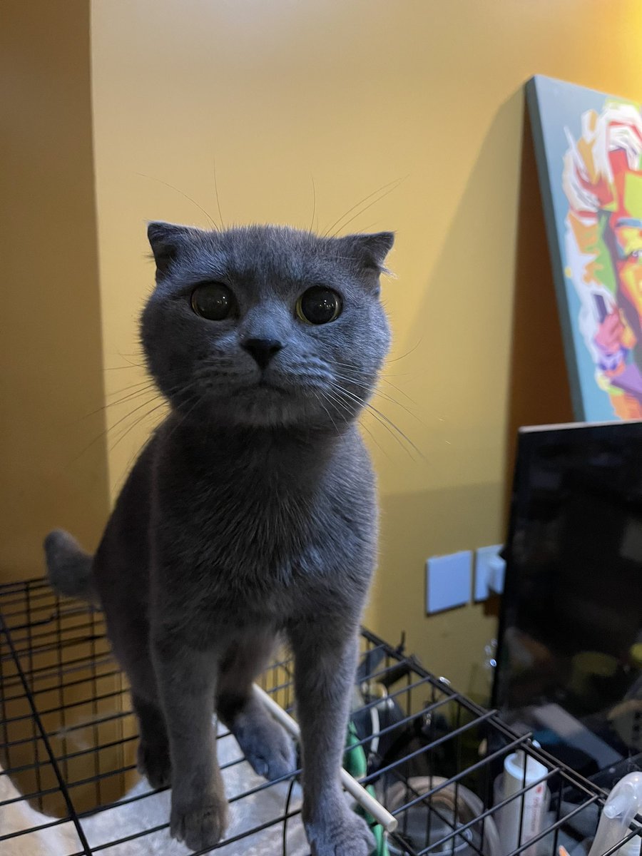 <a href="/JeddahCats/">قطط جدة</a> 

السلام عليكم اسكوتش فولد ذكر للبيع
العمر: سنه
الصحه: ممتازه
الشخصيه: لعوب و مرح
معه قفص التنقل
المكان جده ممكن توصيلها بجده خارج جده على حساب المشتري
سبب البيع وجود ذكر اخر
السعر :1000
التواصل واتساب : 0566925090