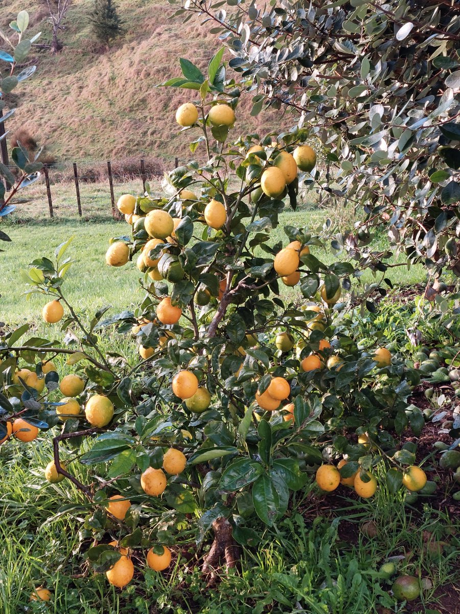 GabyLynch9's tweet photo. Ok, I think the sun is officially out! I have more dahlia tubers to dig up, weeds to pull, lemons to pick, fejoas to rake up, lawns to mow and roses to prune. That's #SixOnSaturday I'll probably not get round to finishing unless I start now ๐คฃ Catch you later so ๐ #StopFaffing https://t.co/Q8owc9EBKp