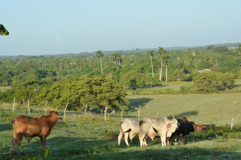 ACN_Cuba's tweet photo. 🌄🚜 Un incremento de hectáreas bajo manejo sostenible  que favorecen mejor gestión de recursos naturales y capacitación de productores, resaltan entre los resultados de la provincia de #Camagüey en su estrategia ambiental.

#ACN50ConLaNoticia

👉 https://t.co/jc33VtQQbU https://t.co/N7LlKb2R29