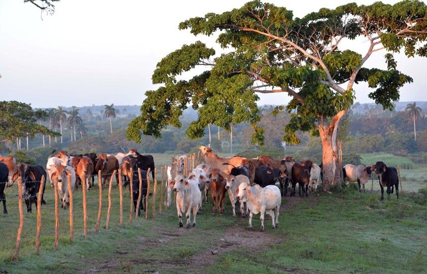 ACN_Cuba's tweet photo. 🌄🚜 Un incremento de hectáreas bajo manejo sostenible  que favorecen mejor gestión de recursos naturales y capacitación de productores, resaltan entre los resultados de la provincia de #Camagüey en su estrategia ambiental.

#ACN50ConLaNoticia

👉 https://t.co/jc33VtQQbU https://t.co/N7LlKb2R29