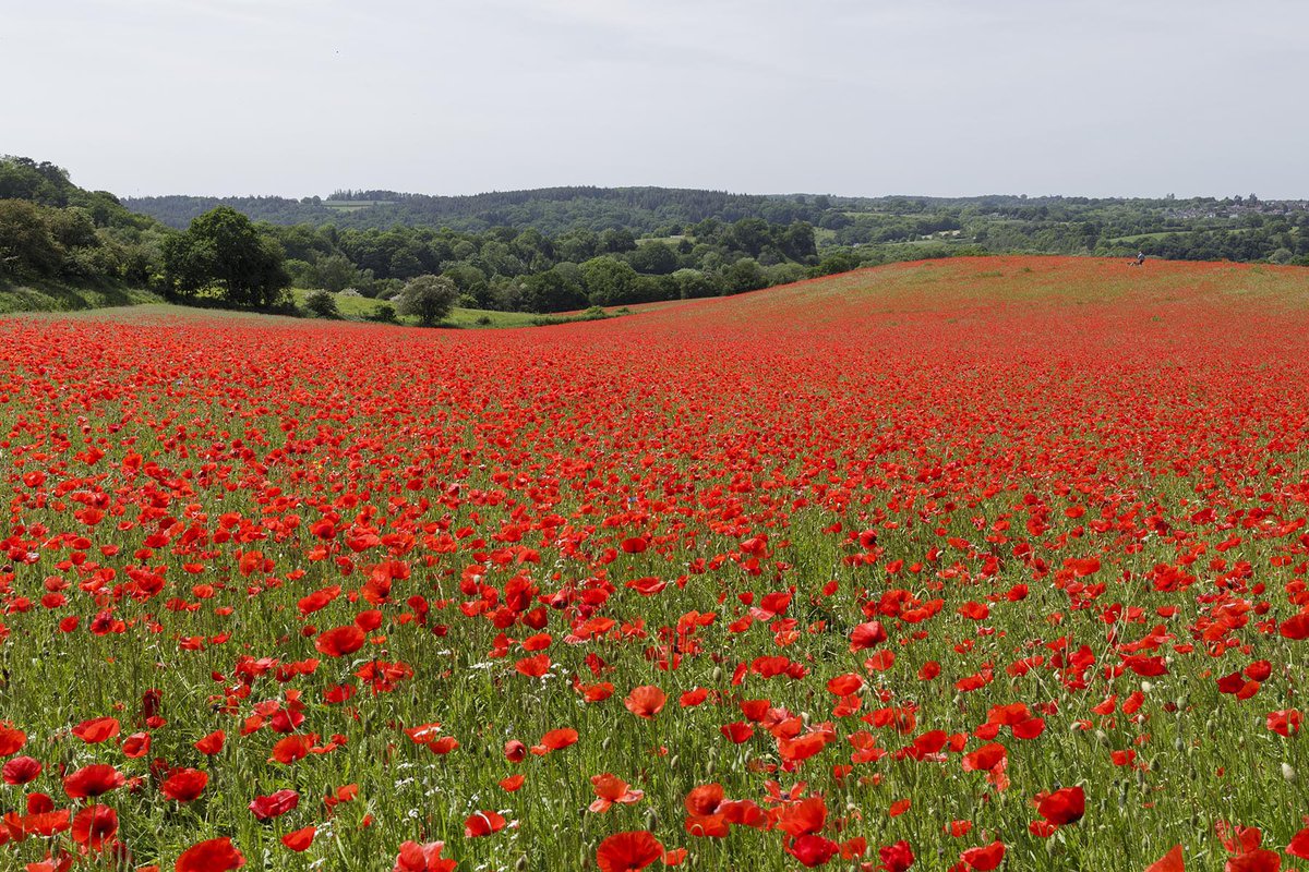 Andrew Fox tweet media