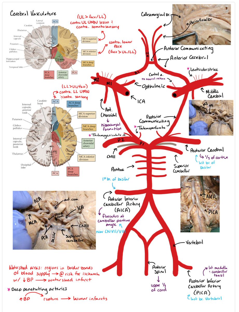 Cerebral Vasculature.    

Credit: Maathir Naser 

#MedTwitter