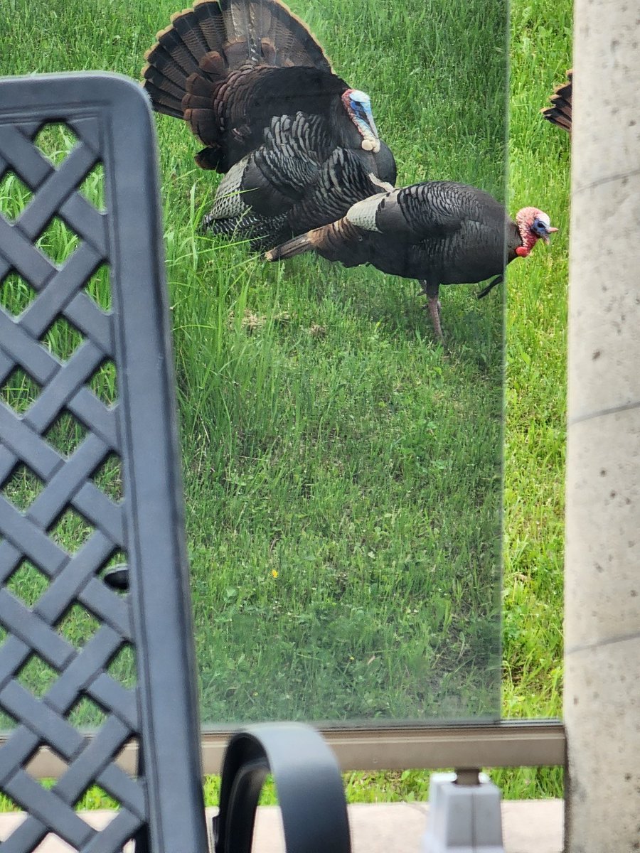 For anyone who needs a simple smile today:

Of course it's not #TurkeySeason 
@ofah
so they are only 10 metres away...
&
Showing off. Dancing around. Geisha Fans  #FanningVanity
#JiveTurkey s #Ontario 

Bee Gees - Jive Talkin': youtu.be/oALKAh_bL5g