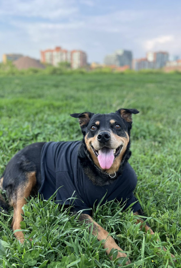 Nicole Simone (@nicolesimone) on Twitter photo This is Heidi she became homeless as a senior when her owner went into home. She is fighting some weird type of tumour and <a href="/RedemptionPaws/">RedemptionPaws</a> could use donations for her care!
Big fan of this girl. Totally won me over with her joie de vivre and sassy attitude. This is Heidi she became homeless as a senior when her owner went into home. She is fighting some weird type of tumour and <a href="/RedemptionPaws/">RedemptionPaws</a> could use donations for her care!
Big fan of this girl. Totally won me over with her joie de vivre and sassy attitude.