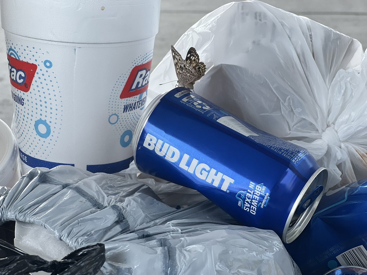 Breaking news: a butterfly just landed on a Bud Light can, doubling its recent positive publicity. Seems the insect world didn't get the memo about that recent drama. #ButterflyPR #NatureMakesItLighter #BudLight