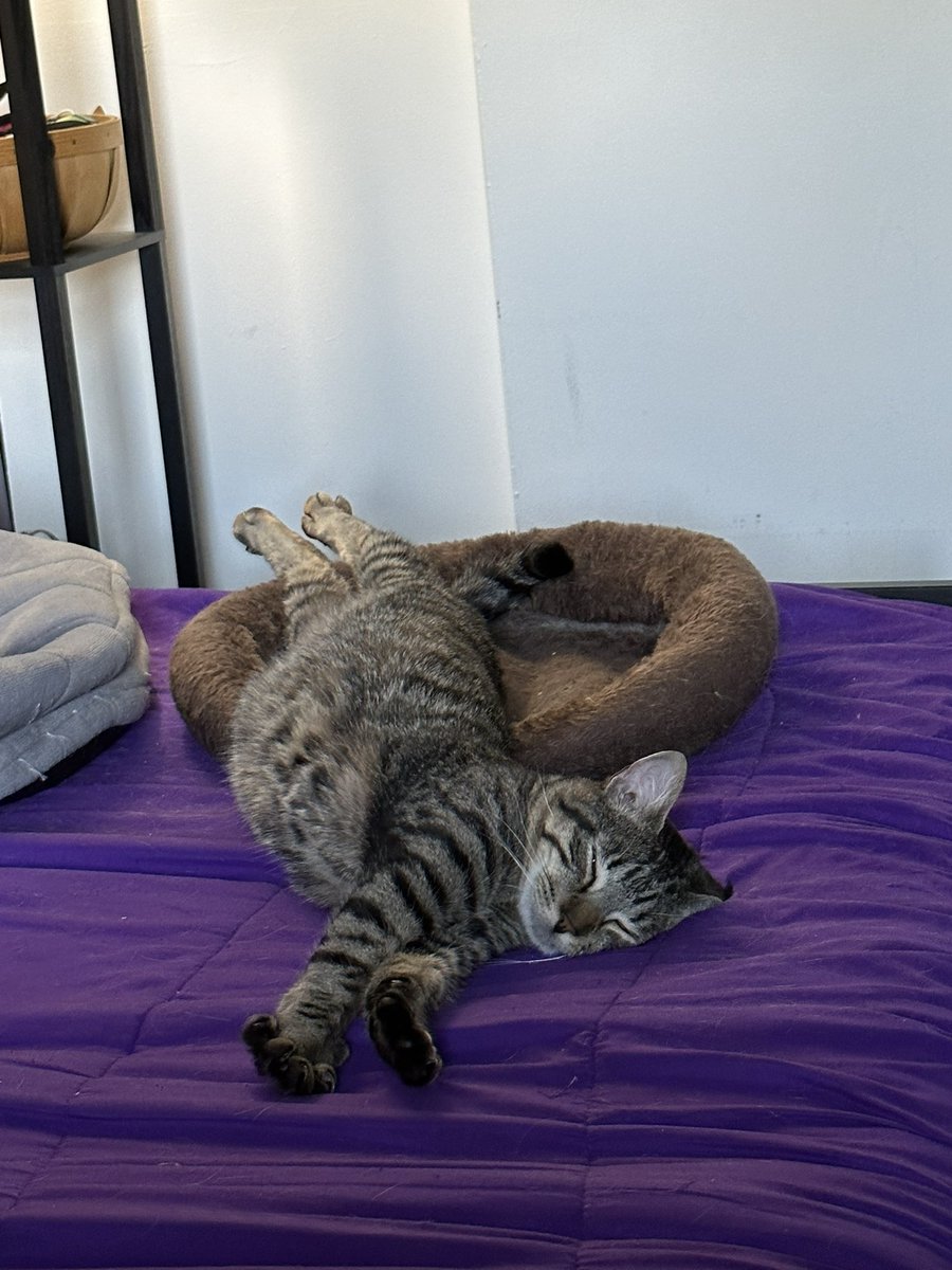 michelle_ad's tweet photo. @hankgreen This is my newly adopted Waffles. He never curls up like other cats, but rather loves to stretch! We both with you good health and healing! ❤️‍🩹 https://t.co/yUiD5ErHO2