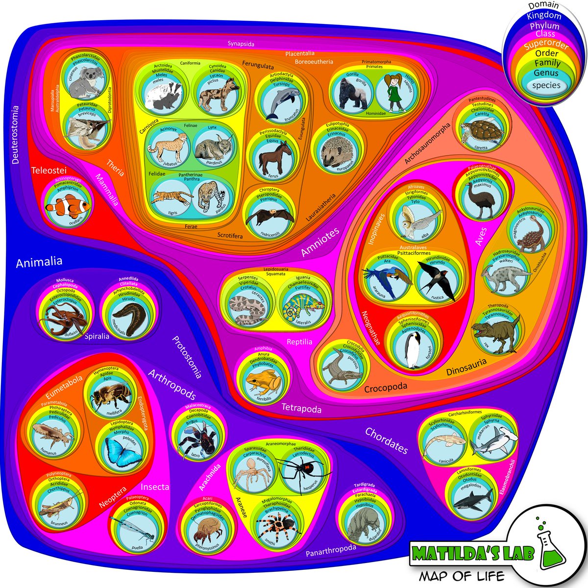 Matilda's Lab (@matildaslab) on Twitter photo <a href="/SciCommClub/">SciComm Club by @TheSharedScope</a> <a href="/scicomm_jc/">Science Communication Journal Club</a> I've thrown together so many different things over the years, but one of my favourite creations was dropping species that my daughter requested into a classification map of life. <a href="/SciCommClub/">SciComm Club by @TheSharedScope</a> <a href="/scicomm_jc/">Science Communication Journal Club</a> I've thrown together so many different things over the years, but one of my favourite creations was dropping species that my daughter requested into a classification map of life.