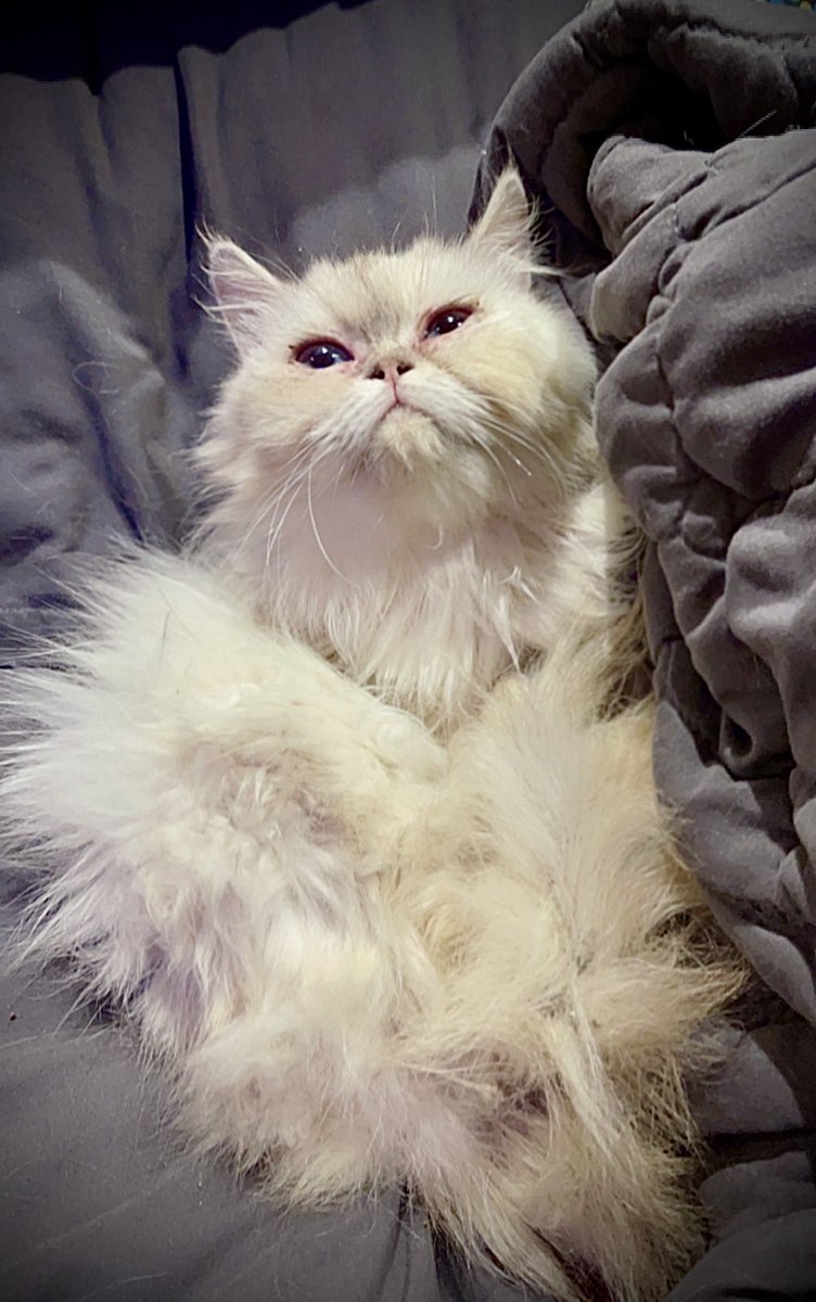 السلام عليكم شيرازي هاف بيكي انثى للبيع
العمر: سنه
الصحه: ممتازه
الشخصيه: لعوب و مرح
معه قفص التنقل
المكان جده ممكن توصيلها بجده خارج جده على حساب المشتري
سبب البيع كثره القطط
السعر :300
التواصل واتساب : 0566925090
<a href="/JeddahCats/">قطط جدة</a>