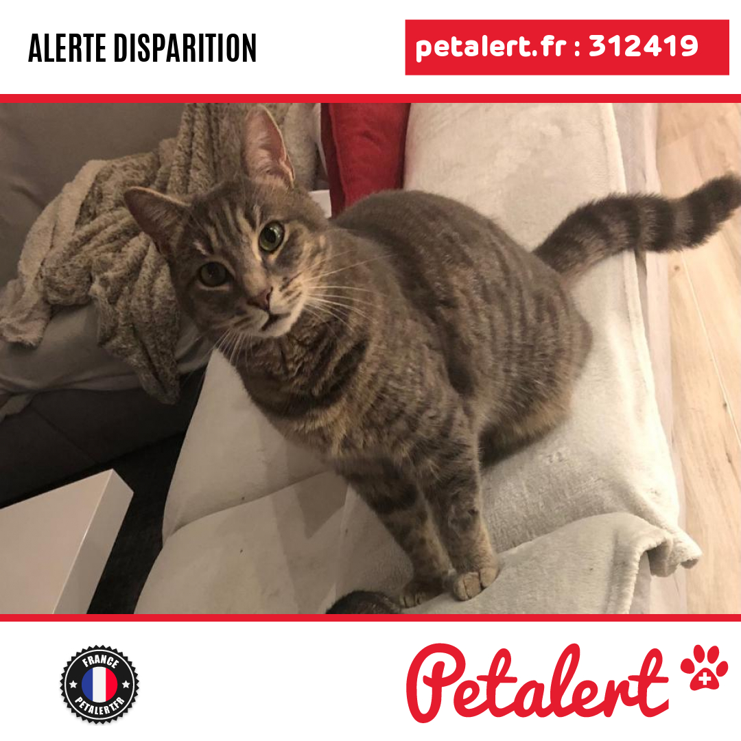 petalert_france's tweet photo. Disparu #Chat #ValDeMarne #Santeny #Petalert #PetAlert94 / https://t.co/e2a7jCmjzw https://t.co/jcdjKF7nmI