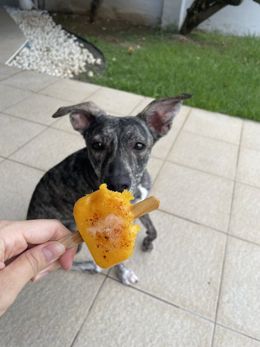valchscoops's tweet photo. Catalina les recuerda que nuestras paletas de temporada de mango, limón y chamoy siguen disponibles 🥵🤩 https://t.co/ZnzJPlisXU