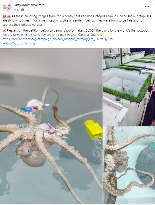 AnimalPartyIE's tweet photo. 💔🐙As these haunting images from the recently shut #Kanaloa #OctopusFarm in #Hawaii  show, #octopuses  are simply not meant for a life in captivity. Like all sentient beings, they were born to be free and to express their unique natures.
#FreeOctopus
@PacmaCanarias https://t.co/g92PSxVLKI